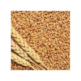 UF Grain JOW SABIT 500g